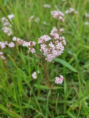 Valeriana dioica