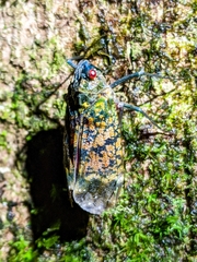 Enchophora sanguinea