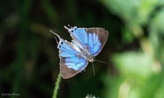 Hemiolaus caeculus