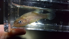 Aphredoderus sayanus