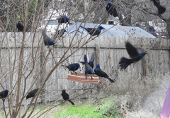 Quiscalus quiscula versicolor