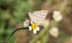 Hemiolaus caeculus