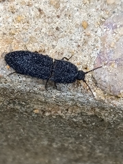 Lacon punctatus