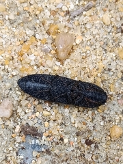 Lacon punctatus