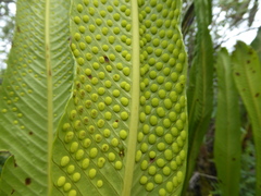 Niphidium albopunctatissimum