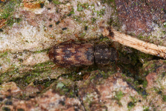 Synchita undata