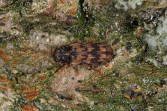 Synchita undata