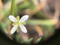 Rorippa laciniata
