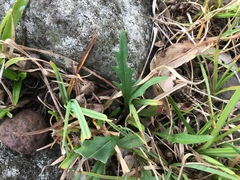 Rorippa laciniata