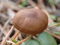 Strobilurus stephanocystis