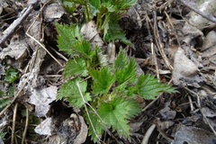 Urtica dioica