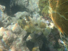Lactophrys bicaudalis