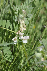 Vicia hybrida