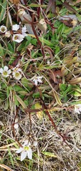 Gentianella tenuifolia