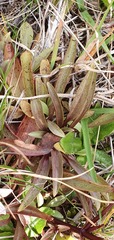 Gentianella tenuifolia
