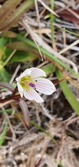 Gentianella tenuifolia