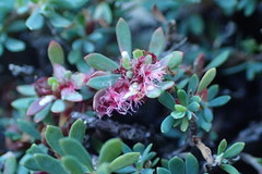 Cliffortia complanata