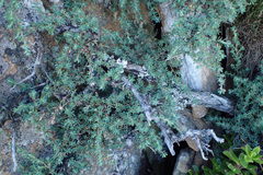 Cliffortia complanata