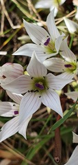 Gentianella tenuifolia