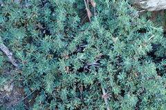 Cliffortia complanata