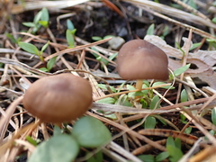 Strobilurus stephanocystis