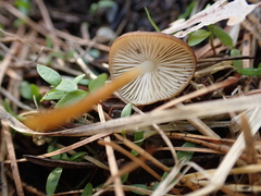 Strobilurus stephanocystis