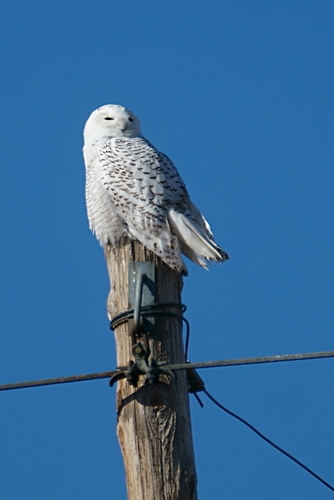 Snowy Owl photographed in Colorado