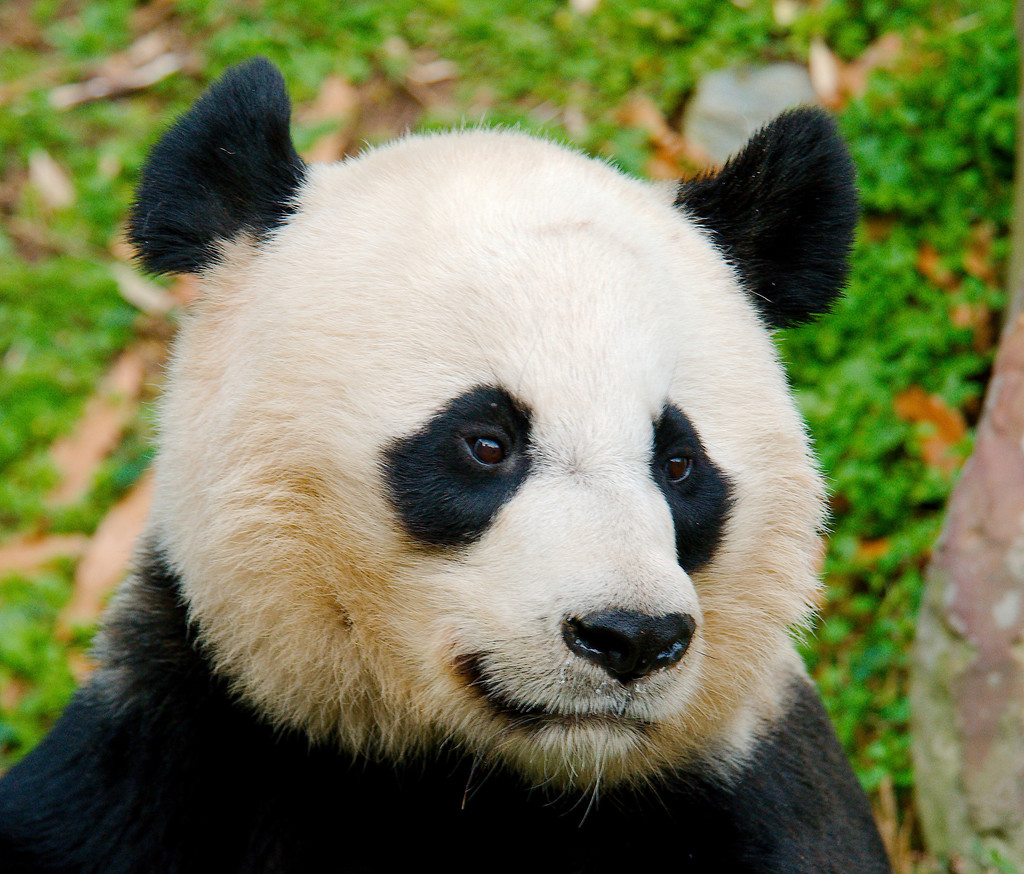 Giant Pandas