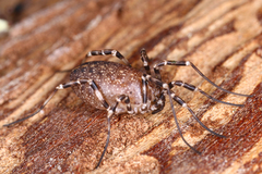 Egaenus convexus