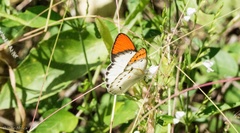 Colotis annae