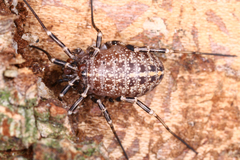 Egaenus convexus