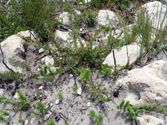 Aspalathus cliffortiifolia