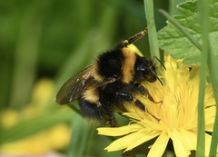 Bombus