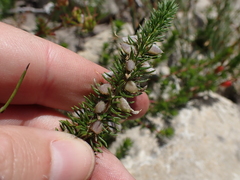 Aspalathus cliffortiifolia