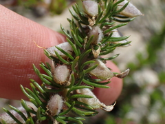 Aspalathus cliffortiifolia