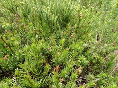 Hermannia filifolia