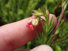 Hermannia filifolia