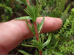 Hermannia filifolia
