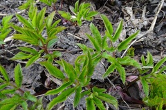 Aegopodium podagraria