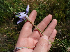 Moraea elliotii