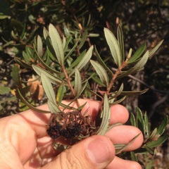 Comarostaphylis polifolia