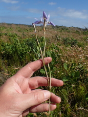 Moraea elliotii