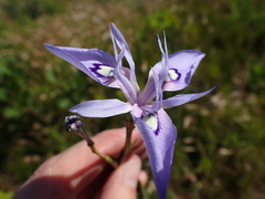 Moraea elliotii
