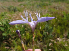 Moraea elliotii