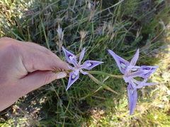 Moraea elliotii
