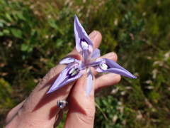Moraea elliotii