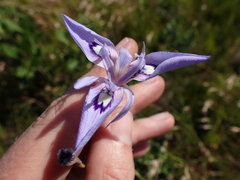 Moraea elliotii