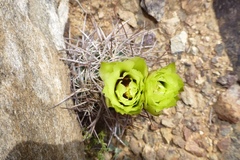 Echinomastus johnsonii lutescens