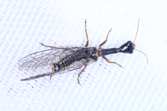 Xanthostigma xanthostigma