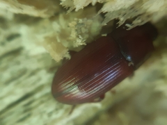 Uloma culinaris